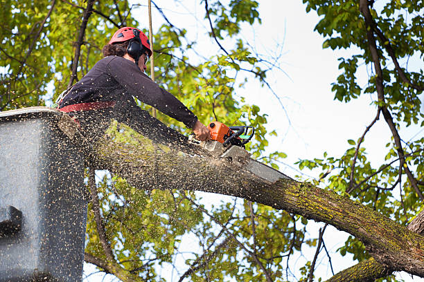 Best Arborist Consultation Services  in Kutztown, PA